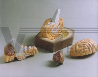 Human Brain (4 Parts)